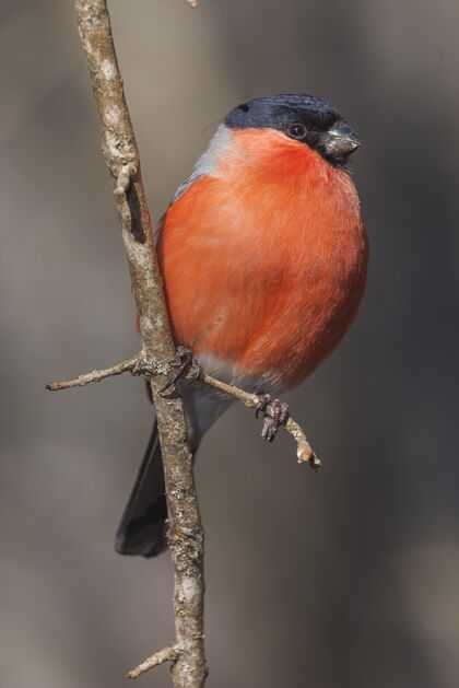 动物美国知更鸟在树枝上的垂直选择性聚焦镜头动物鸟翅膀