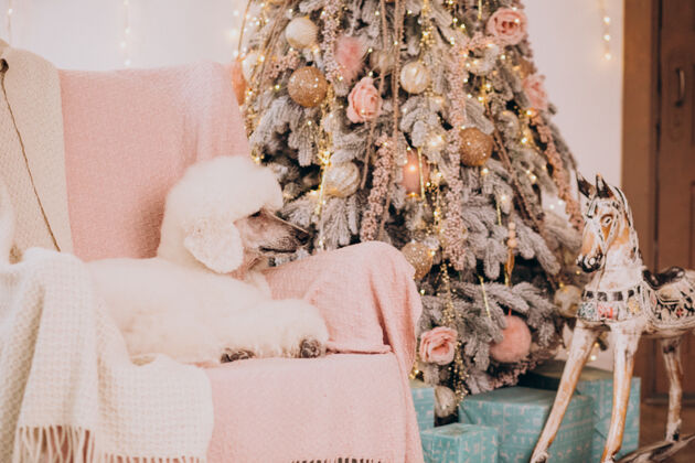 自然坐在圣诞树旁的白色卷毛狗姿势动物搞笑