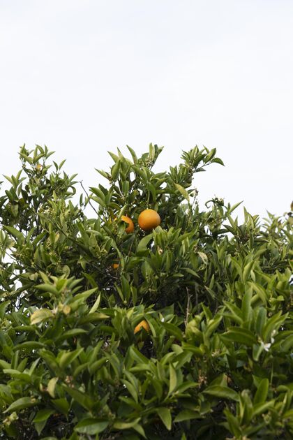 有机美丽的橘子树 果实成熟生长自然新鲜