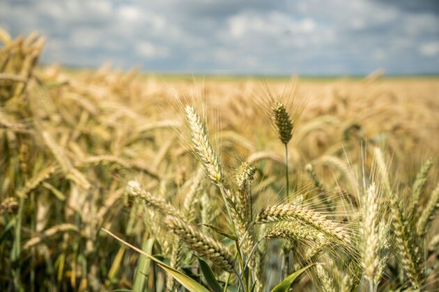 农作物选择性聚焦拍摄田间生长的小麦枝条乡村花园田地