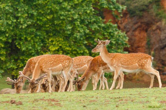 脊椎动物一群休养的鹿在吃草角野生动物稀树草原