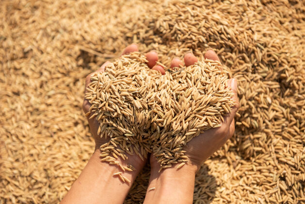 泰国稻谷在收割 金黄色的稻谷在手 农民端着稻谷 稻谷在手种子稻谷谷物