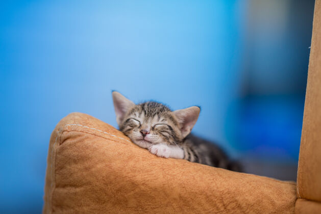 谎言一只可爱的小猫在沙发上休息的特写镜头肖像可爱脸