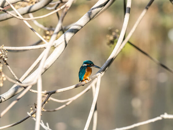 五颜六色一个可爱的翠鸟坐在树枝上的选择性聚焦镜头物种季节羽毛
