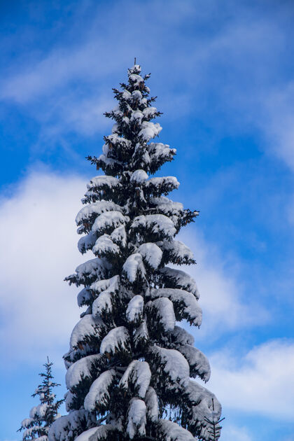 季节多云的天气里 雪杉的垂直镜头寒冷天空冷杉