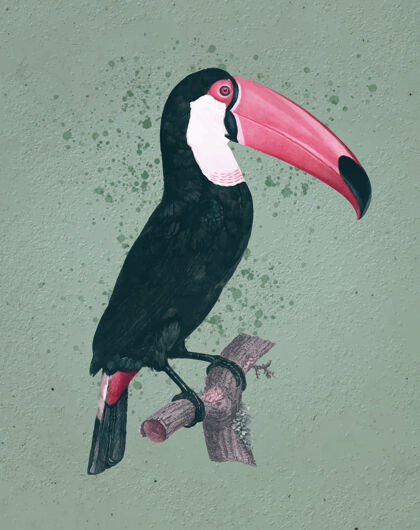 热带Tocotoucan复古插图野生动物棍子巨嘴鸟