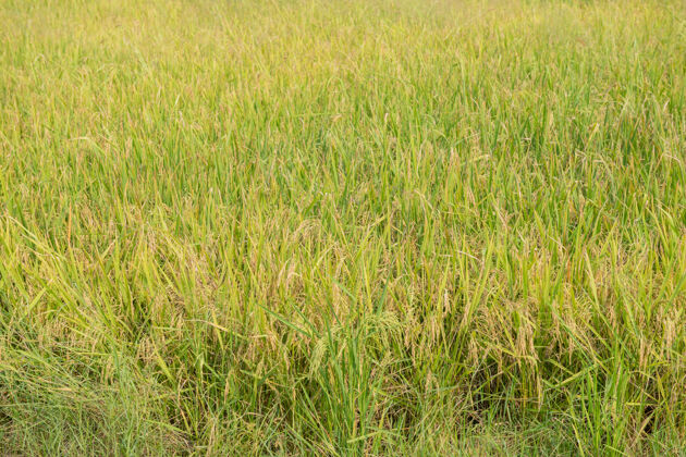 泰国泰国传统的稻作农业秋天的稻作景观稻田和天空泰国的稻子在稻穗上美丽的稻田和稻穗在云和天空的映衬下晨曦东方农村收获