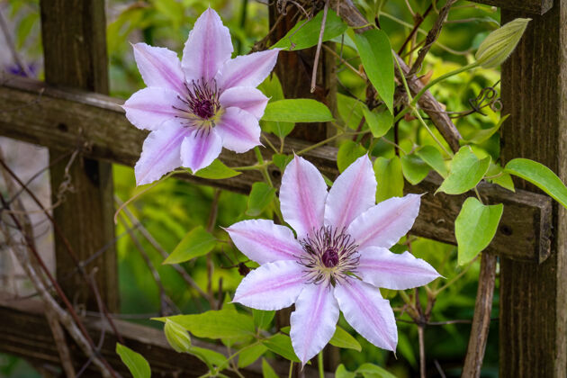 模糊美丽的紫色铁线莲（罗蒙诺）花在他们的完整bloo拍摄花瓣饱满公园
