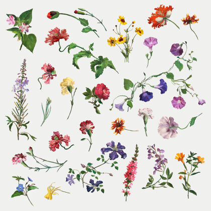 植物夏季花卉插画 从雅克·劳伦特·阿加塞的艺术作品中混合而成古董维多利亚时代花卉
