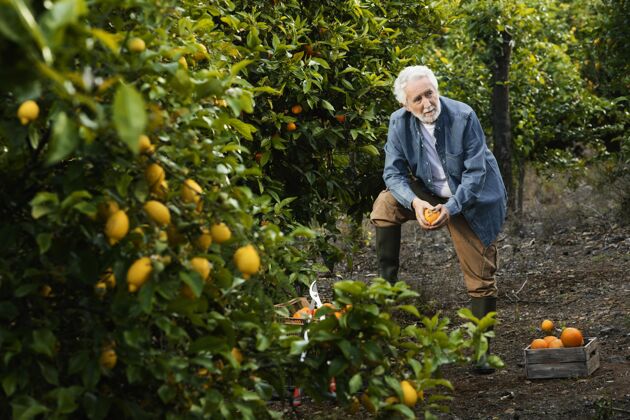 健康站在橘子树旁的老人收获人柑橘