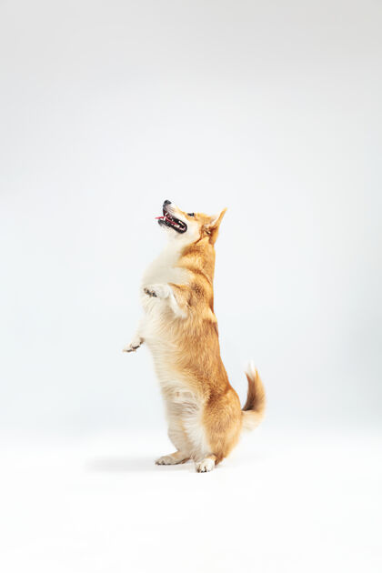动物威尔士柯基彭布罗克演奏的摄影棚镜头狗家养坐着