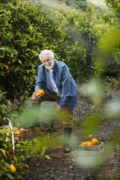 树木老人站在他的橘子树旁边多汁花园美味