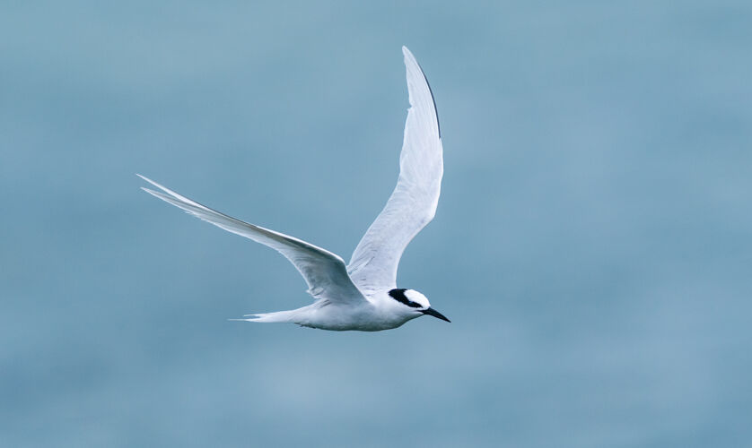 翅膀白鸟在海面上飞翔空气模糊动物