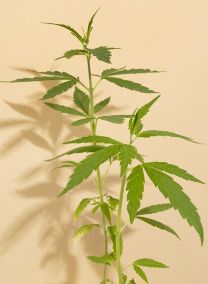 产品天然大麻植物配置草药叶成分