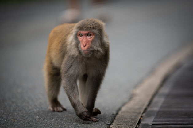 毛皮猴子在路上道路混凝土猿