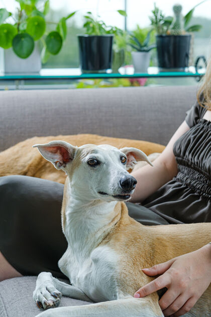狗肖像灰狗和主人坐在沙发上家养家养动物室内