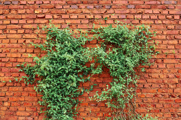 混凝土古老的红砖墙纹理和绿叶挂在它的边缘表面砌块花园