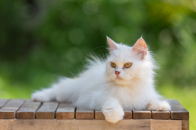 玩花园里的白猫胡须小狗斑猫
