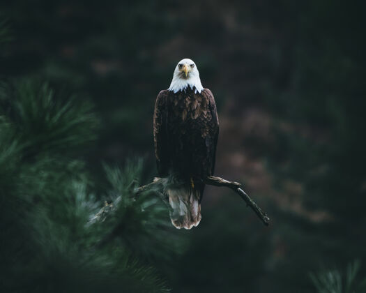 动物秃鹰在树枝上寻找猎物特写自然眼睛