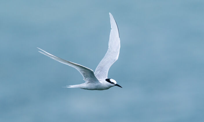 翅膀白鸟在海面上飞翔空气模糊动物