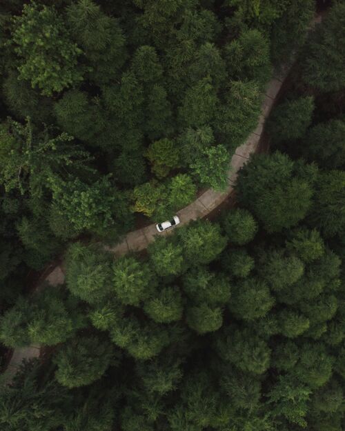 垂直垂直空中拍摄的一辆汽车在森林中穿过一条道路 那里有高大的绿色茂密的树木春天景观公园