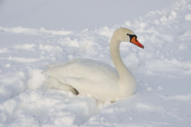羽毛雪地里一只白天鹅的美丽镜头湖泊鸟天鹅