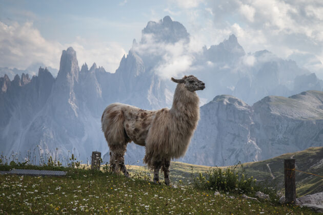 可爱一位美丽的喇嘛 背景是群山哺乳动物高山毛皮