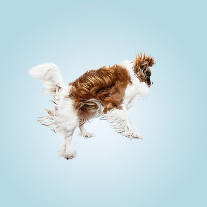 小狗小猎犬在工作室里玩耍可爱的小狗或宠物在蓝色背景上孤立地跳跃骑士查尔斯国王插入文字或图像的负空间运动概念 动物权利纯种玩耍皮毛
