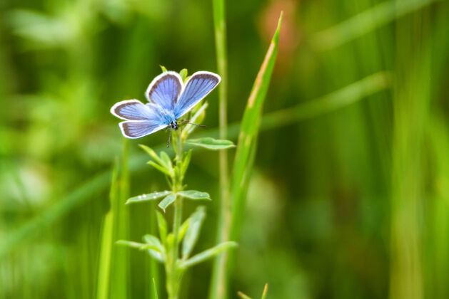 花瓣美丽的蓝色蝴蝶阿古斯在自然栖息地特写翅膀叶植物