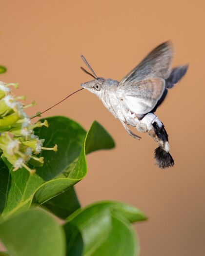 一蜂鸟鹰蛾收集花蜜的特写镜头花蜜特写绿色
