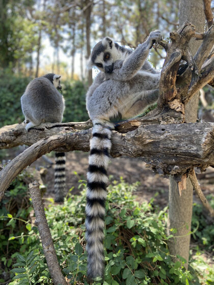 游戏可爱的环尾狐猴在公园的树上玩耍的垂直镜头动物动物园树叶
