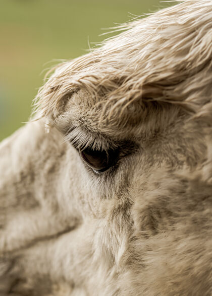 自然一只白色美洲驼眼睛的特写镜头爪农业乡村