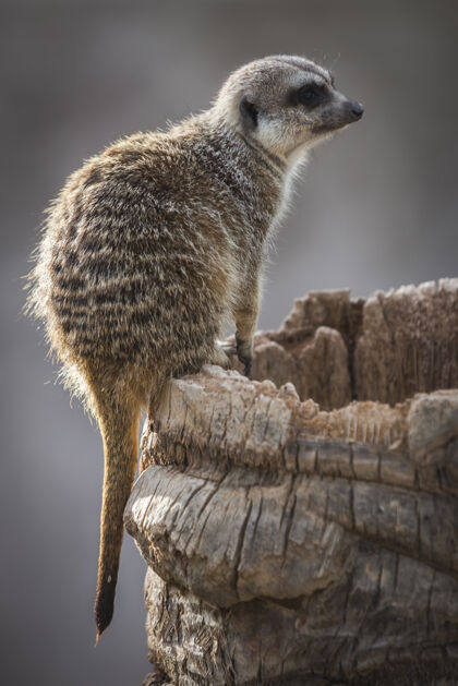 肖像一只好奇猫鼬的特写镜头野生动物动物