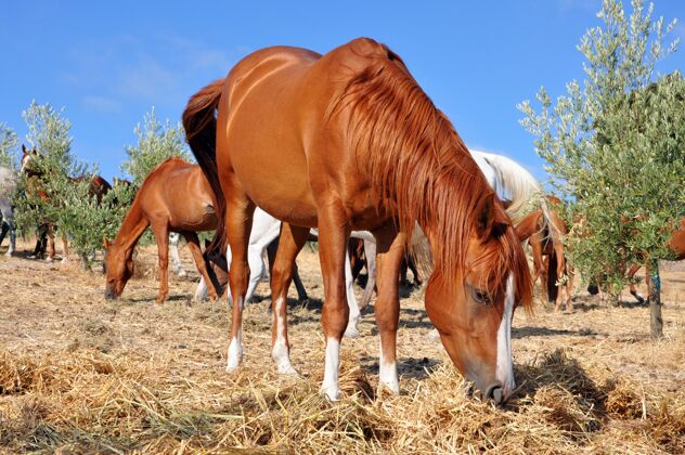头选择性聚焦拍摄一匹吃草的棕色马马牧场马