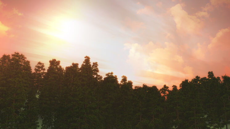 自然夕阳映衬下的树木景观太阳雾森林