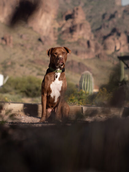 纯种在峡谷景观中选择聚焦拍摄棕色斗牛犬城市风景山