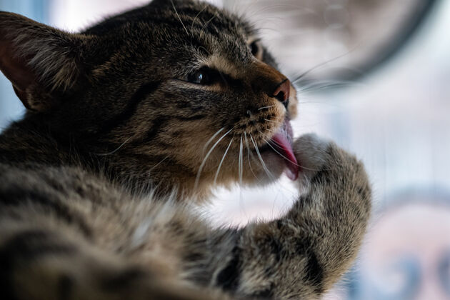 动物特写镜头一只可爱的家猫舔他的爪子和清洁自己友谊有趣纯种