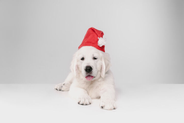 英语隔离在白墙上的英国奶油色金毛猎犬站立圣诞节肖像
