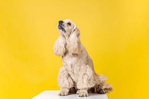 头发美丽的美国猎犬小狗可爱的毛茸茸的小狗或宠物是坐在黄色的背景隔离摄影棚照片负空间插入您的文字或图像动物血统毛茸茸的