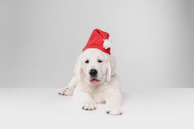 英语隔离在白墙上的英国奶油色金毛猎犬站立圣诞节肖像