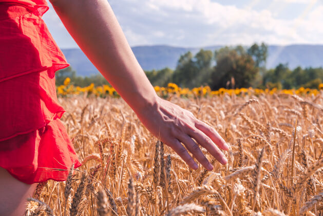 华丽特写镜头中的一个女性穿着红色的衣服在麦田在一个阳光明媚的日子衣服背景女孩