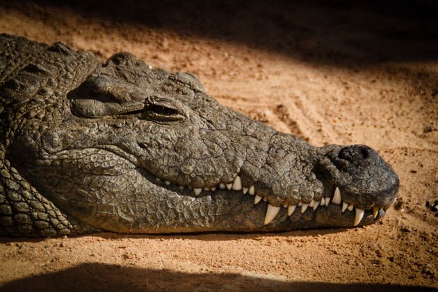 伪装特写镜头中 一只鳄鱼牙齿锋利 皮肤粗糙 睡在沙滩上皮肤野生动物蛇