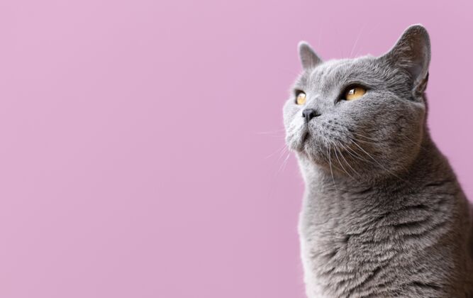 毛茸茸的灰色的猫咪 身后有一面单色的墙可爱猫可爱