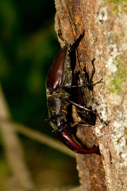 苍蝇树干上的飞鹿甲虫栖息地昆虫细节