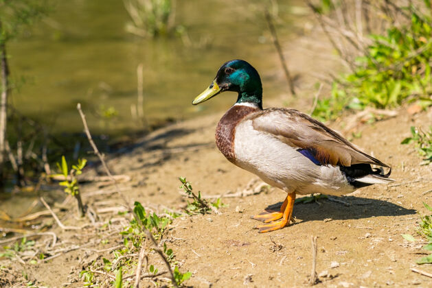 动物一只成年鸭在河边放松的选择性聚焦镜头木材水放松