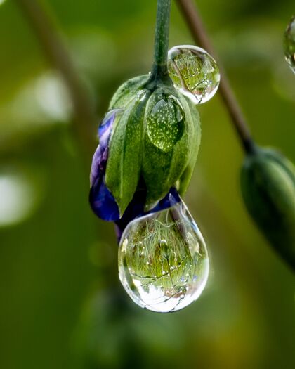 漂浮挂在花蕾上的露珠与绿色植物的倒影芽热带异国情调