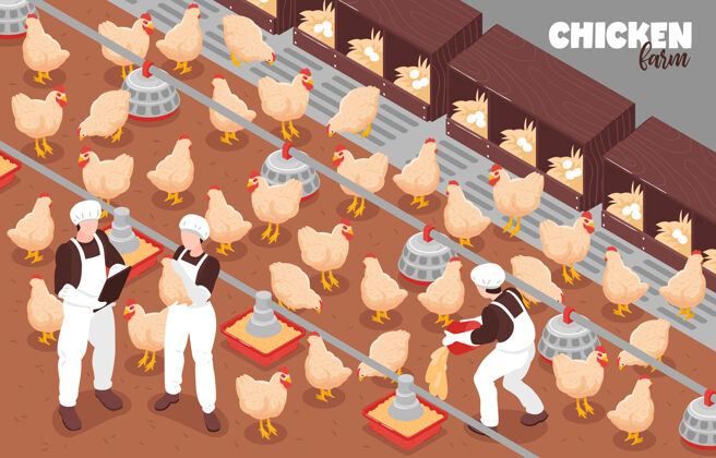 家禽家禽自由经营鸡场生产等距组成插图动物工人生产