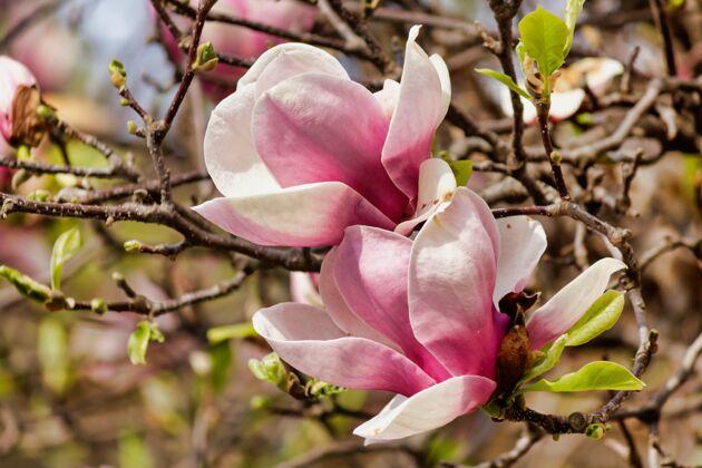 树特写粉红色的木兰花在树上与树枝的背景树枝花蕾花