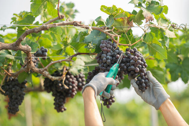 新鲜手拿着从植物上切下的葡萄农业农业生长
