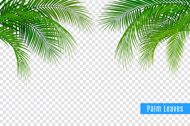 棕榈热带树叶棕榈枝真实的框架组成与透明的背景和叶簇与文字复制空间逼真透明
